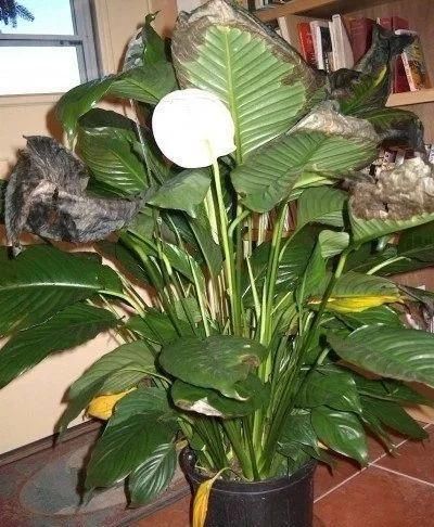  「盆栽」盆栽植物叶片突然变成褐色，突然死亡是什么原因