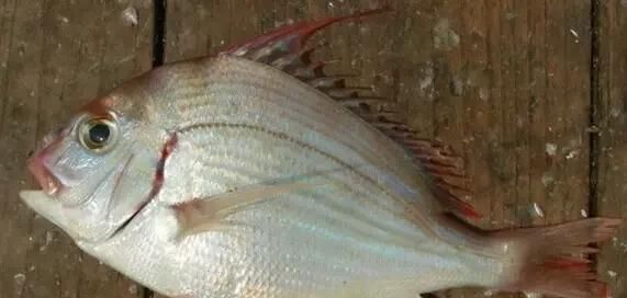  「东山叫红」46种海钓常见的鲷类鱼，最后一种高价的鱼原来也是鲷鱼，才知道