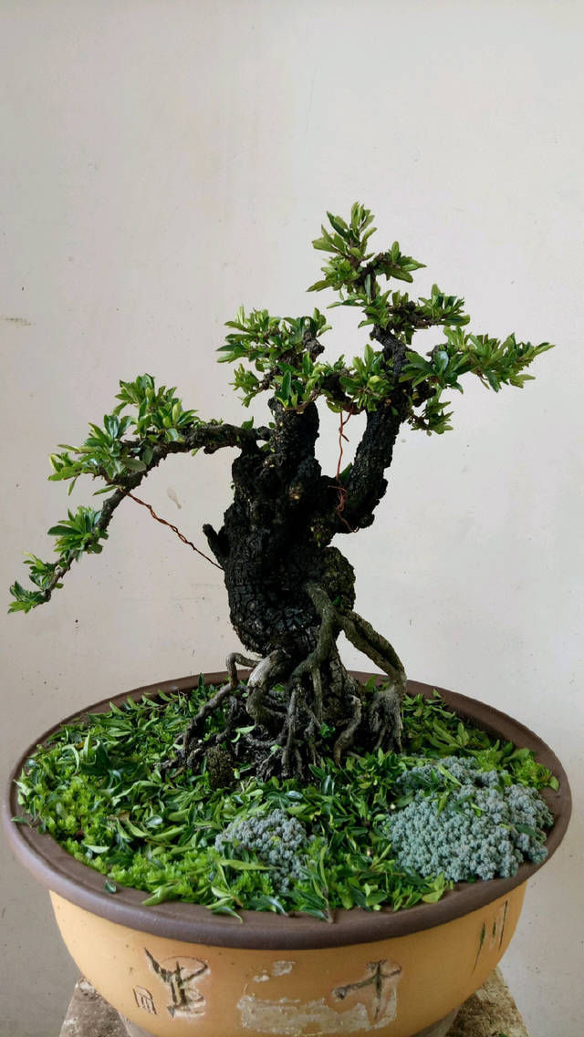 没商量■小叶鼠李微盆景,剃头开始,换个发型就是帅哥,爱上微盆景没商量