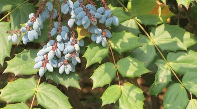  「植物」它“叶片”带刺，却价值极高，您若遇见，请切勿不当回事