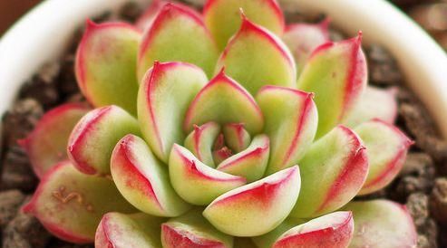  #养花#”传统菊花“二乔，花开红黄双色，极为少见，可以说是养花首选