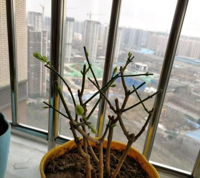  #芳香#茉莉花最爱3种“肥料”,家中就有,浇一点,花大芳香、开爆盆!