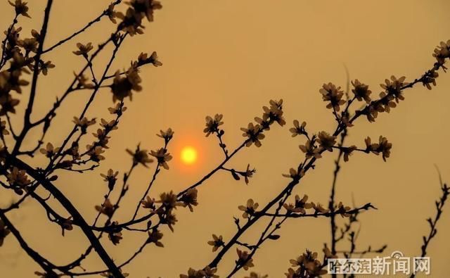  『等级』哈尔滨提升重污染天气预警等级至二级橙色预警 | 雨夹雪+大风降温正在路上…