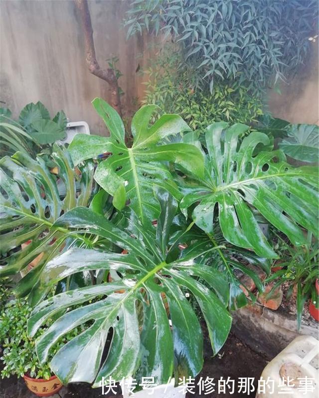 甲醛|还在养“绿萝”?快改养“龟背竹”,它才是“天然甲醛净化器”