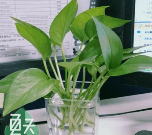  #适合#最适合在办公室养的花，你办公桌上有哪些植物？