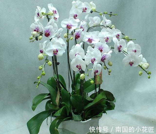  蝴蝶兰|一根枝上花朵“挂满枝”，蝴蝶兰也能养成“瀑布”，怎么才能做到