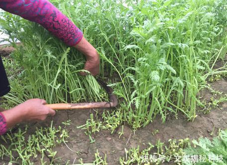  [南方]生来本是高贵菜，贵族才能吃上，如今南方泛滥，一把只卖1