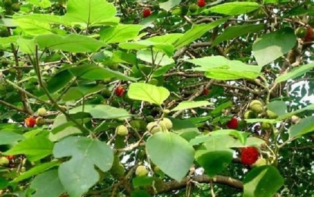  「树木」它是农村最被低估的1种树木，农民打柴都不砍它，殊不知浑身是宝