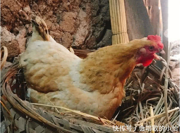 母鸡养了一年从不下蛋，大爷剖开鸡肚，鸡憋了多久的蛋也不下