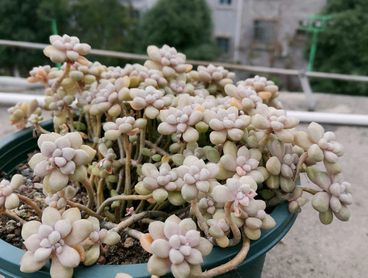  [多肉叶片]家庭养护的多肉植物怕淋雨吗?做到正确养护,越长越漂亮!