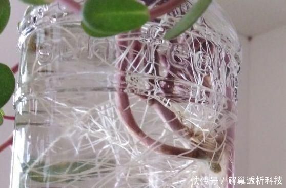  【水培花】水培花容易烂根该怎么办？4方面细节解说，让你轻松护理好花根