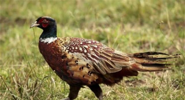 为什么农村老人说“上山甲鱼下山野鸡不能碰”？看完你就知道了