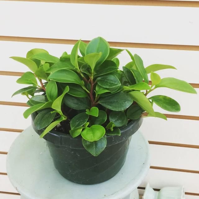  『品种』特受欢迎的椒草观叶植物，没曾想有这么多好看的品种
