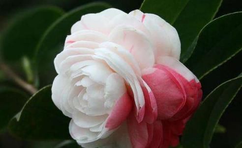 『开花』这4款小花，花量大又好养，随便一养绚丽多彩，阳台成“花海”