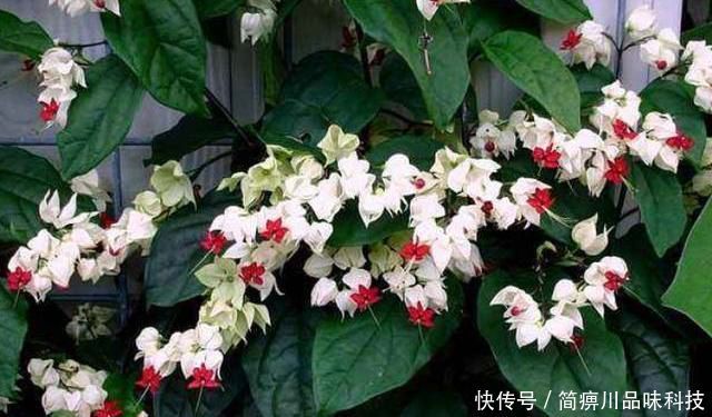  就可以■“龙吐珠”的养护攻略，光照、配土、浇水、施肥，一学就会