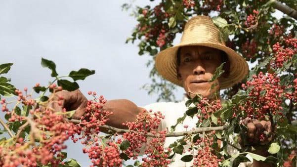 在超市一斤卖到50块，但是农民不愿意种，这是为什么呢