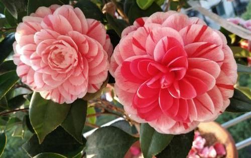 「室内」春季养山茶花,当年就能开花,了解这3点在入手,避免养不活