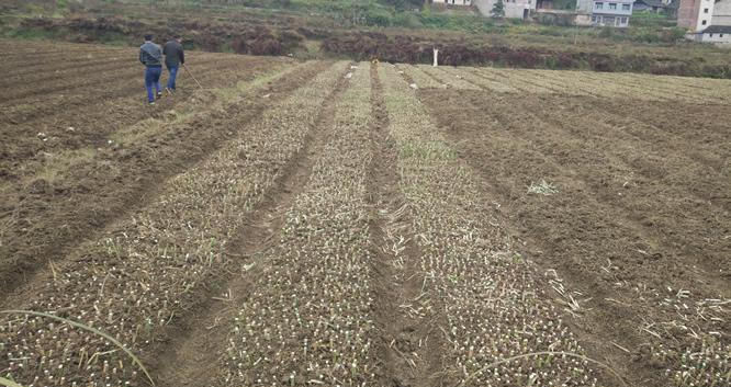  南方：扔掉地面就活着，砍掉就长，南成为“宝”，北成为柴火