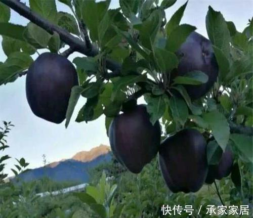 『养上』家有庭院、阳台,不妨养上这2种果树,好养易活,新手也能养好