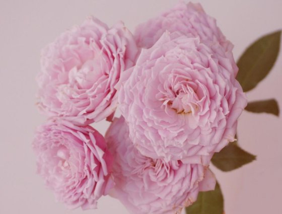  【玫瑰】喜欢菊花，不如养“玫瑰精品”香香公主，代表美丽活泼，错落有致