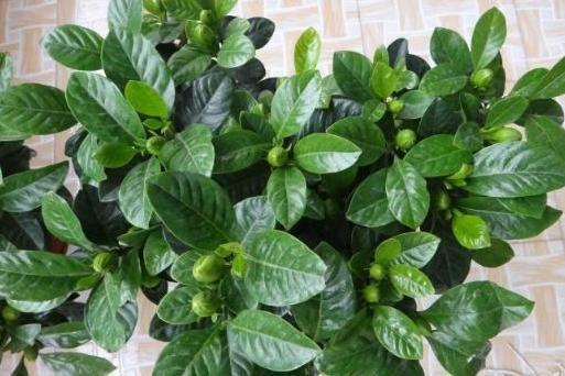 栀子花|北方盆栽栀子花,喜欢盲花、哑花?注意2点,6月砰砰开花