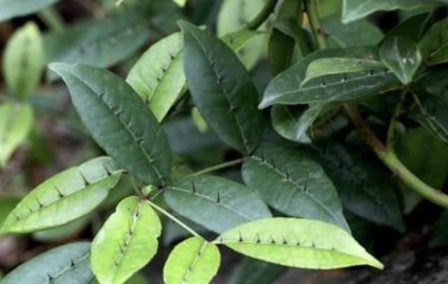  『杂草』很好辨认的1种“杂草”，被称为“两面针”，植株有价值，请珍惜