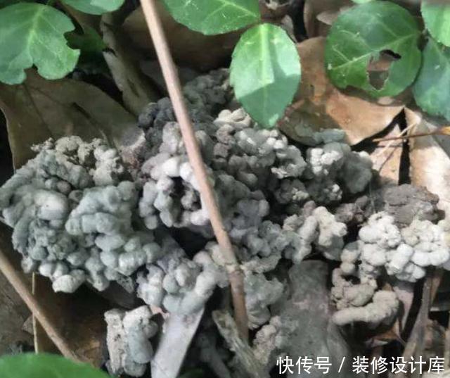  「浇到」什么生根剂、营养水，也不如1种“蚯蚓粪水”，浇到花盆里很好！