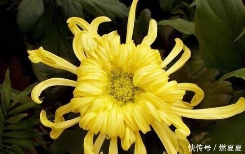  #学以致用#菊花养护小攻略，最基本的4点，学以致用，促进菊花花苞生长