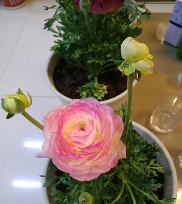  「开爆」阳台养此款花卉，不用费心，小花轻松开爆盆，盛开时繁花似锦