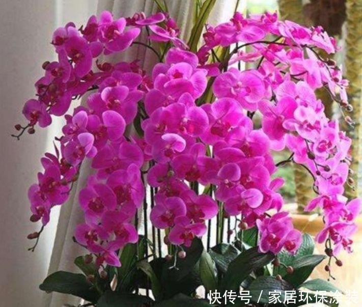 『层层』最受欢迎的4种花,阳台开出花海,妖艳妖娆,层层交叠,烂漫迷人