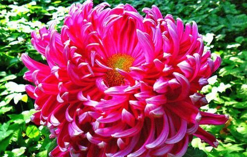  「妩媚」喜欢菊花，就养盆“珍品菊花”晓妆方罢，似紫玉蝴蝶，妩媚妖娆！