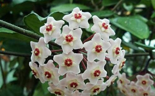  『开爆』阳台养此款花卉，花开美观又大气，花色鲜艳花期长，轻松开爆盆