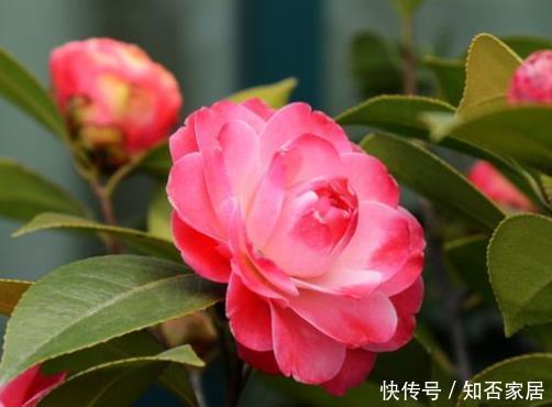  技巧：要想茶花长得好，学会4个技巧，解决缓苗难题，花期延长香持久