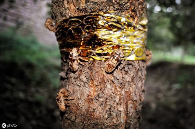 三伏天，农村又响起了它的声音，它是什么？什么原因让老农爱养？