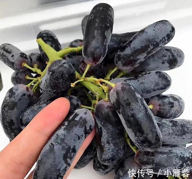 『此种』院子里不要乱种树,此种果树栽上几株在家中,新鲜水果年年有的吃