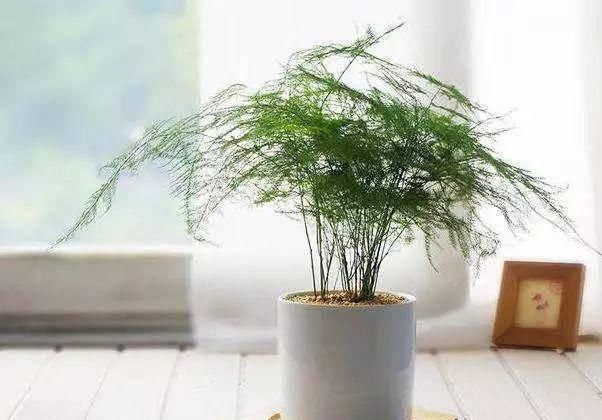  『植株生长的更加』文竹老黄叶烂根，是因为你没做好这三点