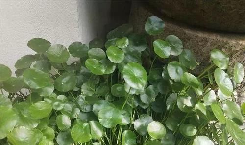  【巴掌】潍坊大姐家里十盆铜钱草，叶子比巴掌都大，多的送邻居，真是羡慕