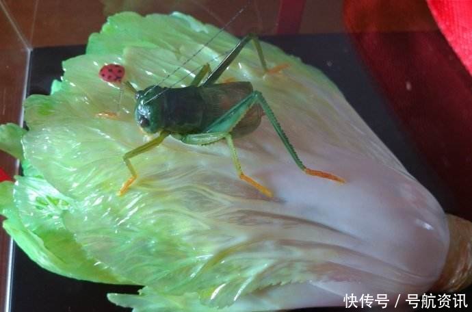 河南一棵白菜被开出100000元购买！老人不敢相信自己的耳朵