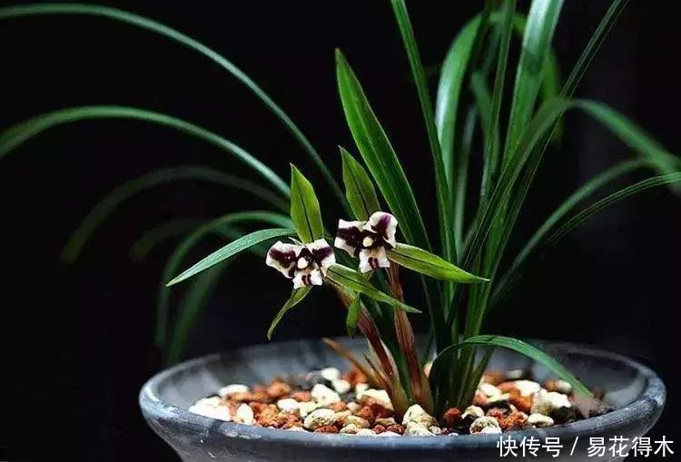 『生长期』兰花生长缓慢或停滞莫急,也许是未到生长时