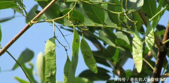 农村有一种树，价格昂贵超过紫檀，可惜已经很少了