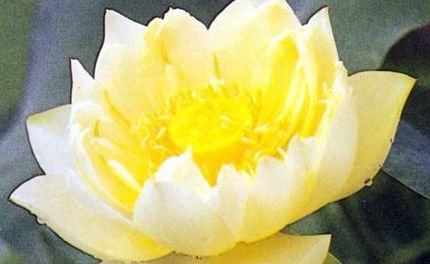  「玫瑰」喜欢玫瑰，不如养盆“精品荷花”冰娇，着花繁密，雅致迷人！
