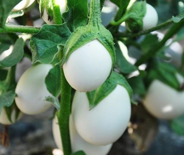  家里：养花不如种菜,“5种菜”养家里,7天吃一茬,一冬不用出门买菜