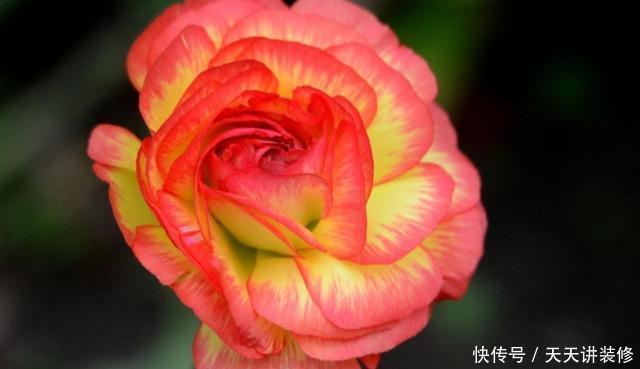 专属|3种花适合新手,一养就爆盆,开花量大非常漂亮,养出专属小花园
