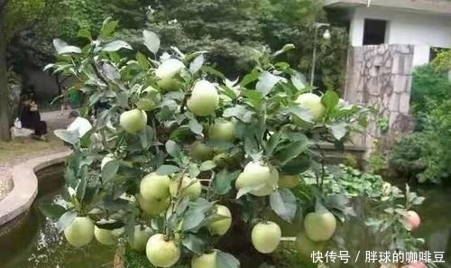『柿子』阳台几种水果盆栽,比花还美,不仅能欣赏还可以吃,一举两得。