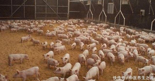 为什么美国是养猪第一大国,看看美国养猪场的猪粪你就懂了