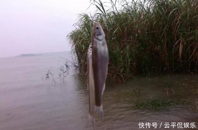  不折不扣：垂钓长江边，不折不扣的当了回“白条杀手”