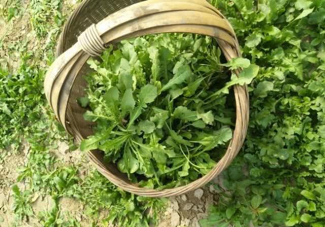 『尖叶荠菜』一样是荠菜,“圆叶”和“尖叶”有啥区别?知道以后别再乱买了