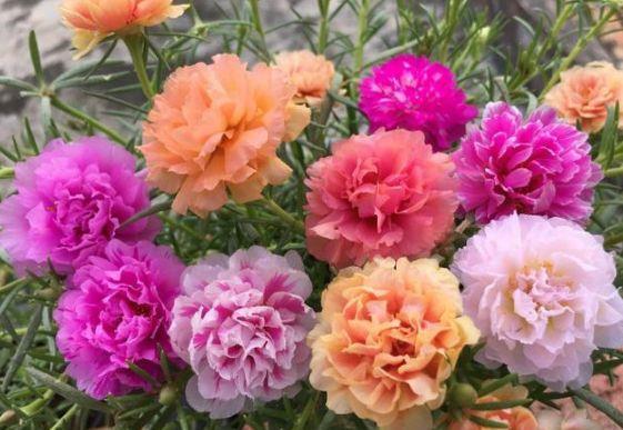 『漂亮』4种花是花中劳模,一年四季开花不断,花大色艳真漂亮