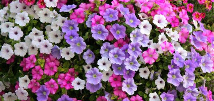  栽种|栽种这6种花，一年成花海，带后院