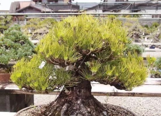 岁寒三友，一组松树盆景佳作欣赏